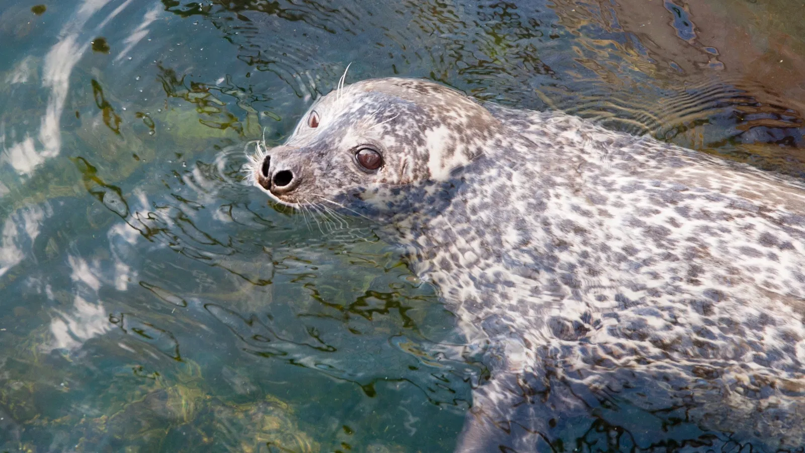 Lofoten Aquarium