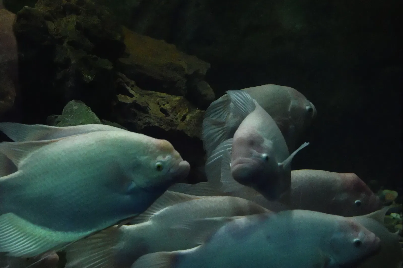 Gaziantep Metropolitan Municipality Zoo