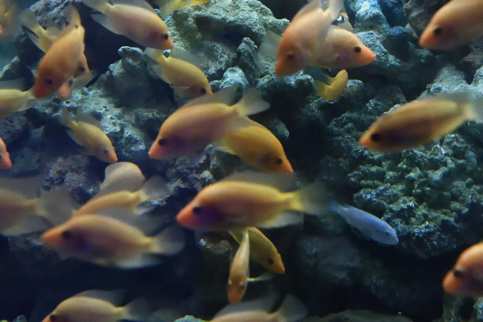 Gaziantep Metropolitan Municipality Zoo