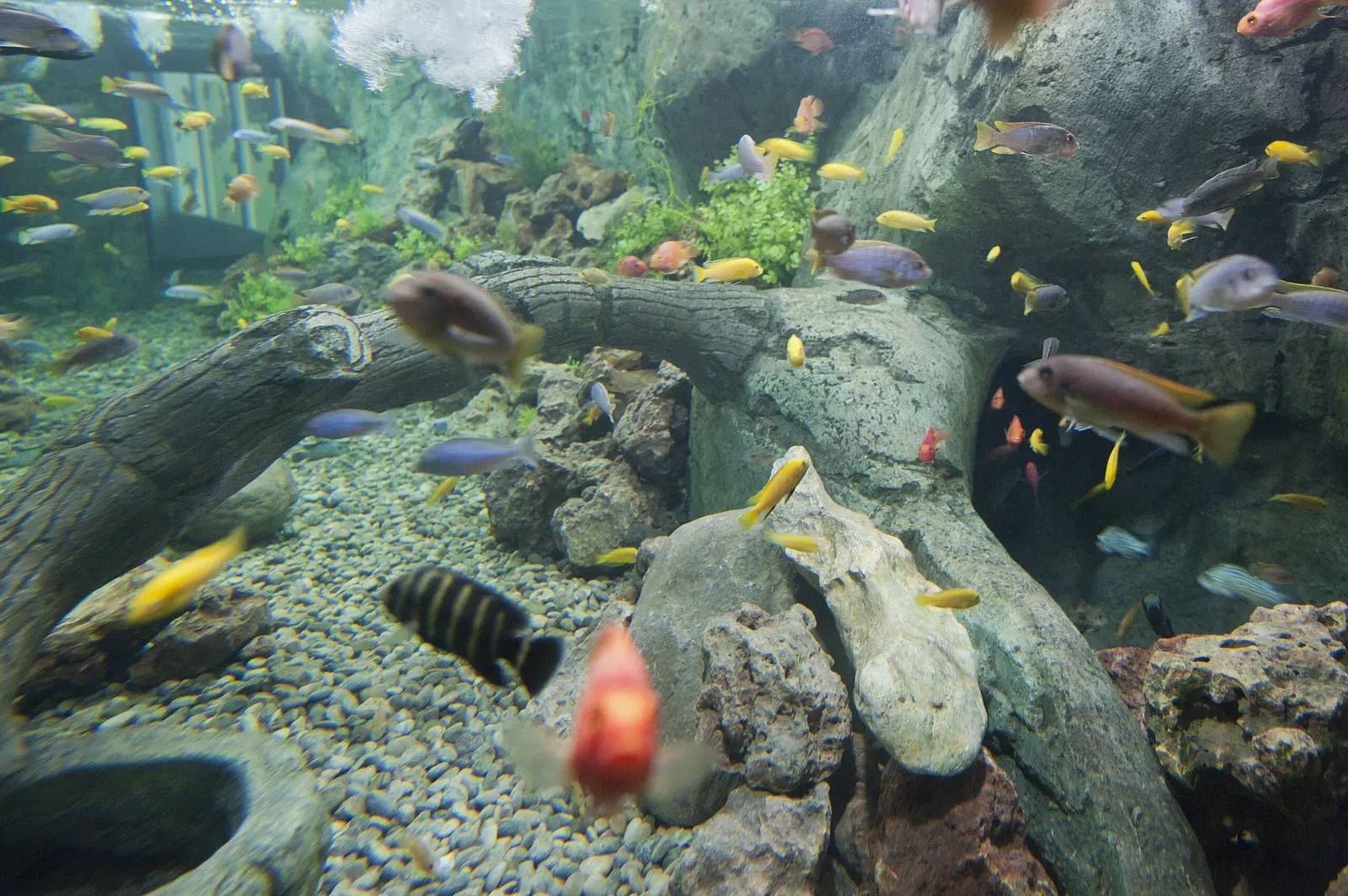 Gaziantep Metropolitan Municipality Zoo