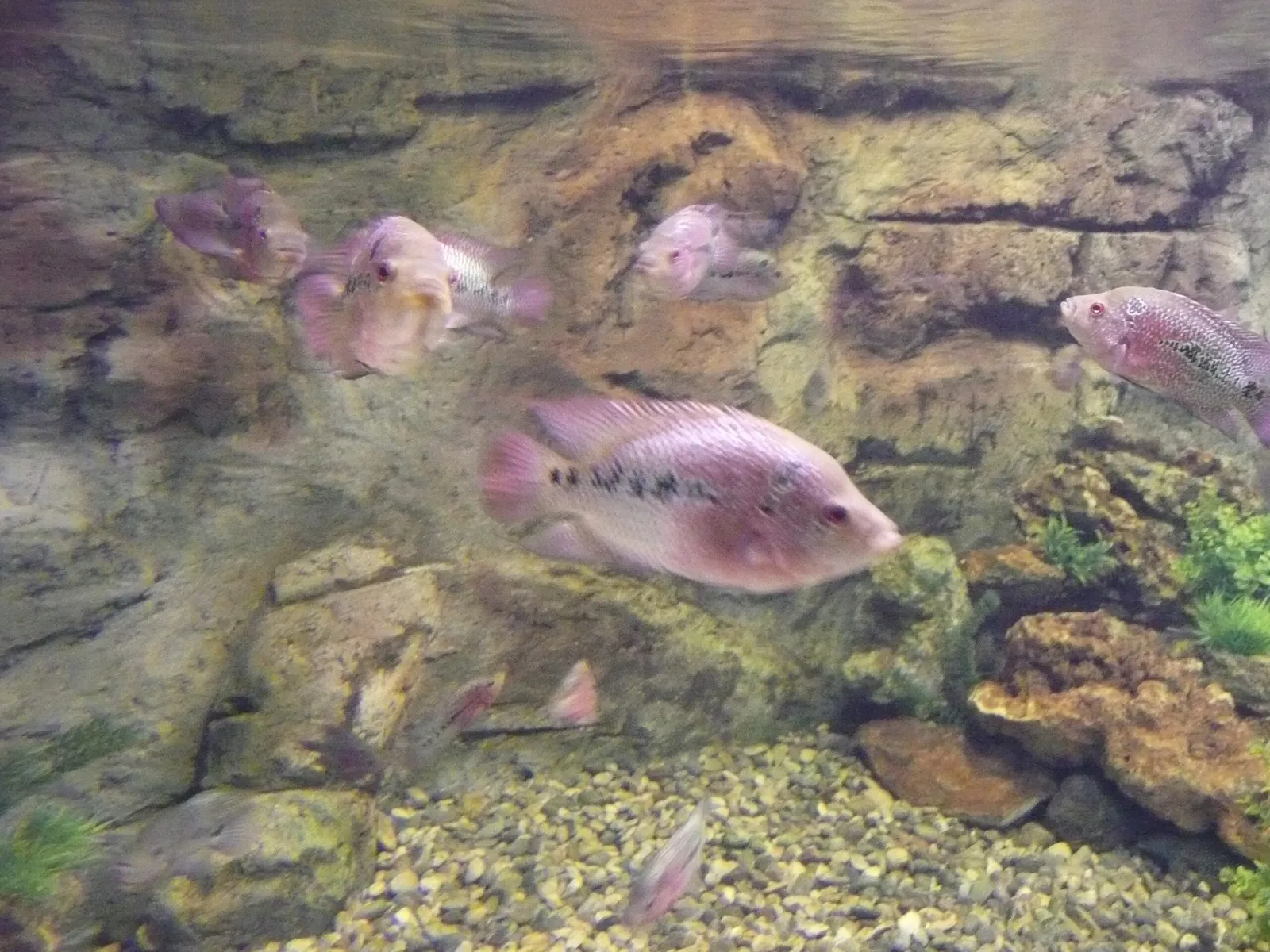 Gaziantep Metropolitan Municipality Zoo