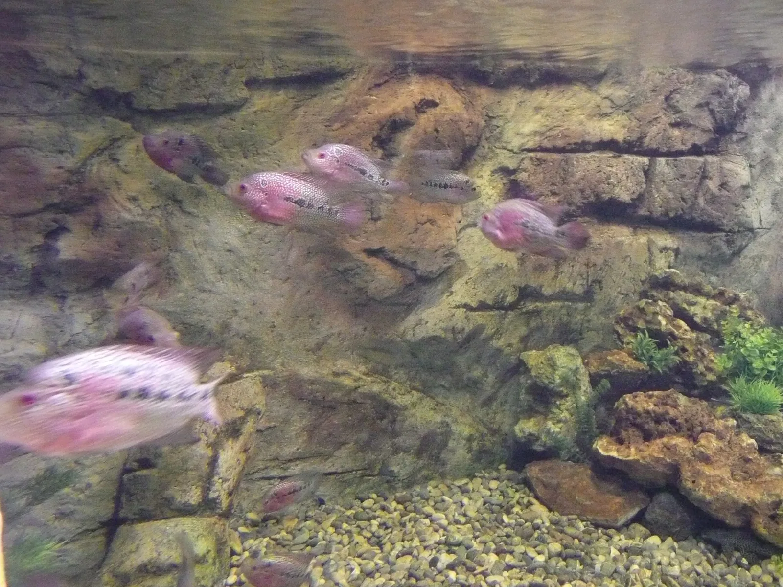 Gaziantep Metropolitan Municipality Zoo