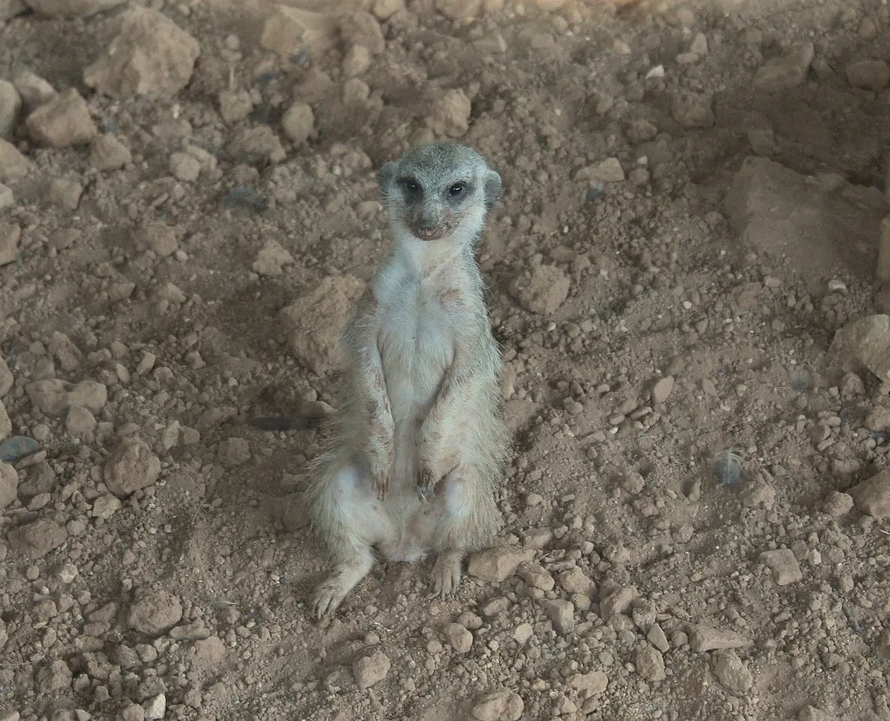 Gaziantep Metropolitan Municipality Zoo