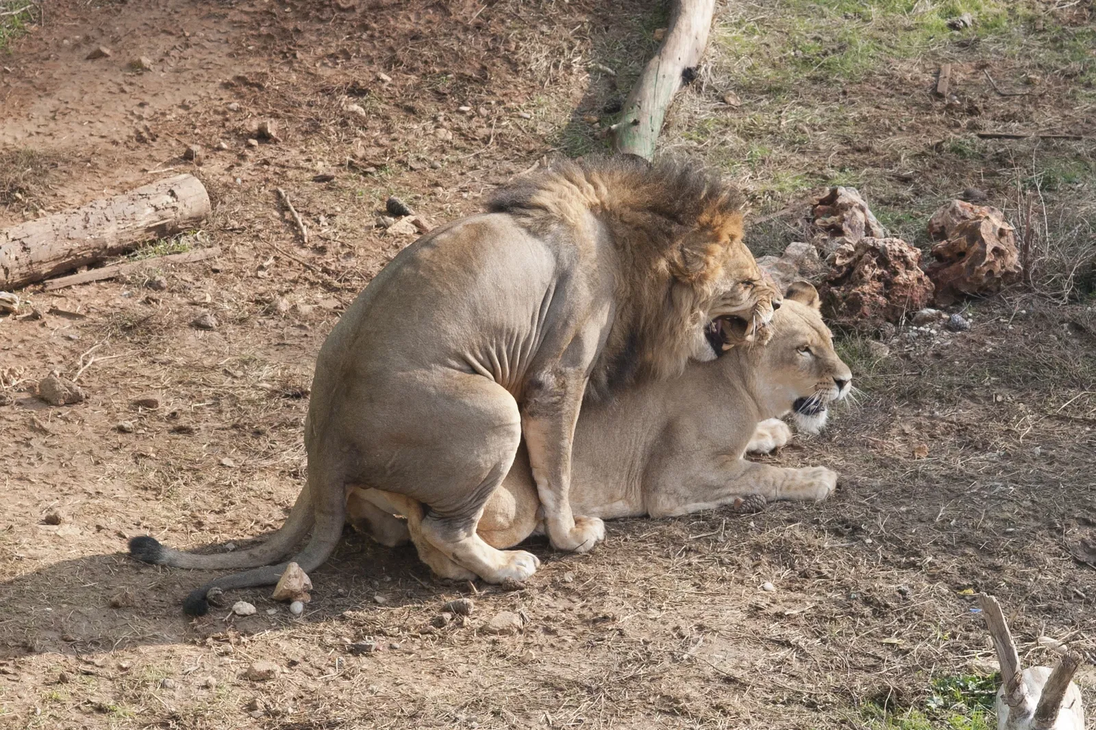 Gaziantep Metropolitan Municipality Zoo