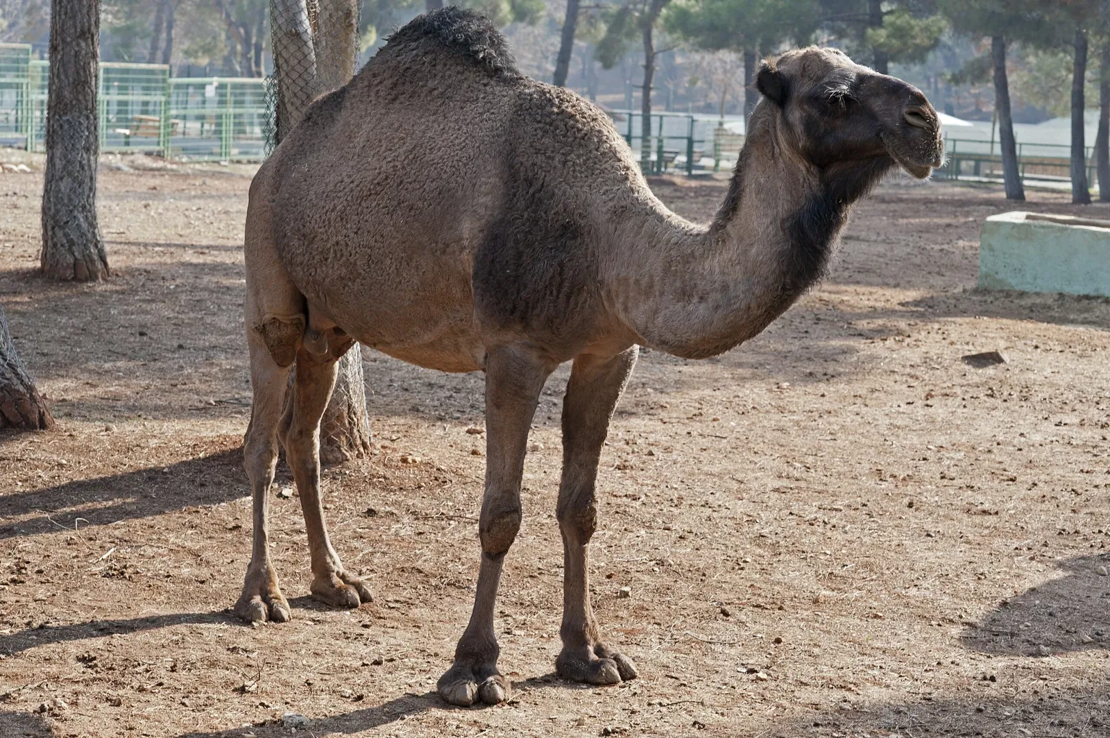 Gaziantep Metropolitan Municipality Zoo