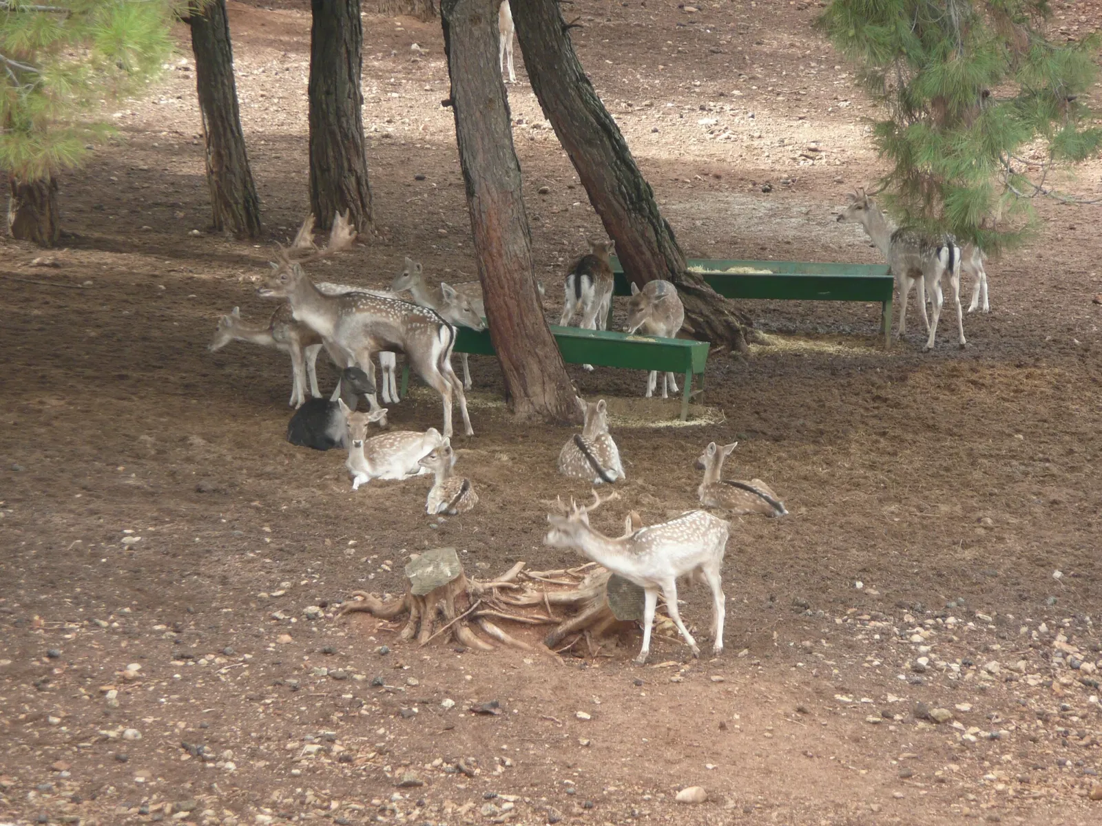 Gaziantep Metropolitan Municipality Zoo