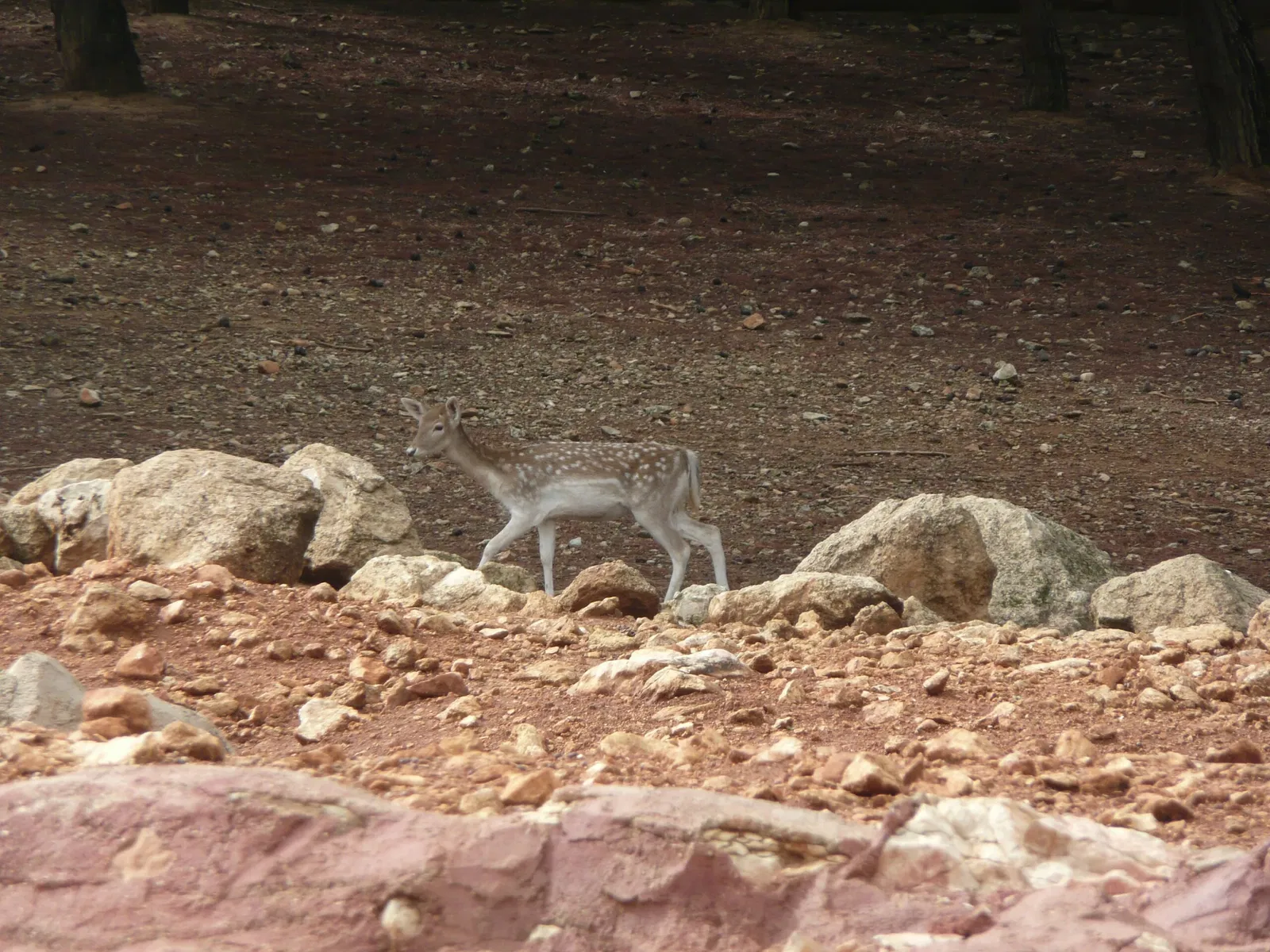Gaziantep Metropolitan Municipality Zoo