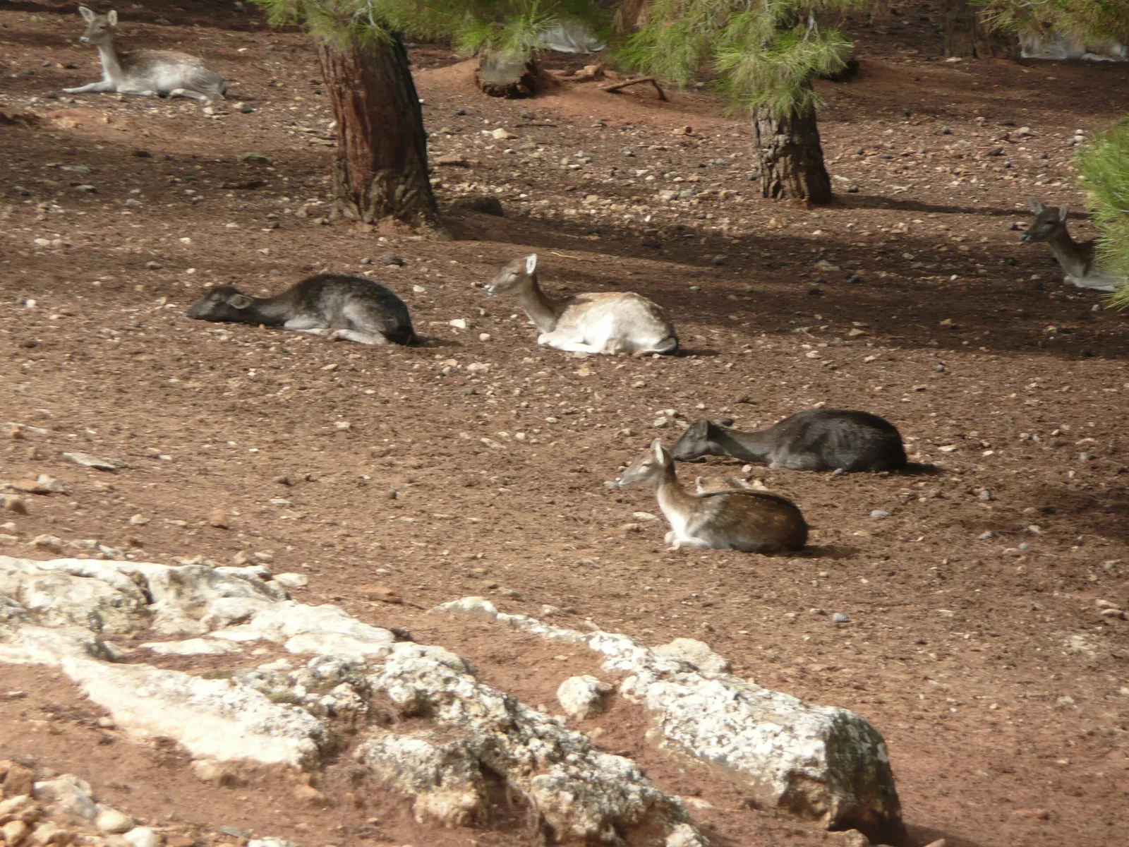 Gaziantep Metropolitan Municipality Zoo