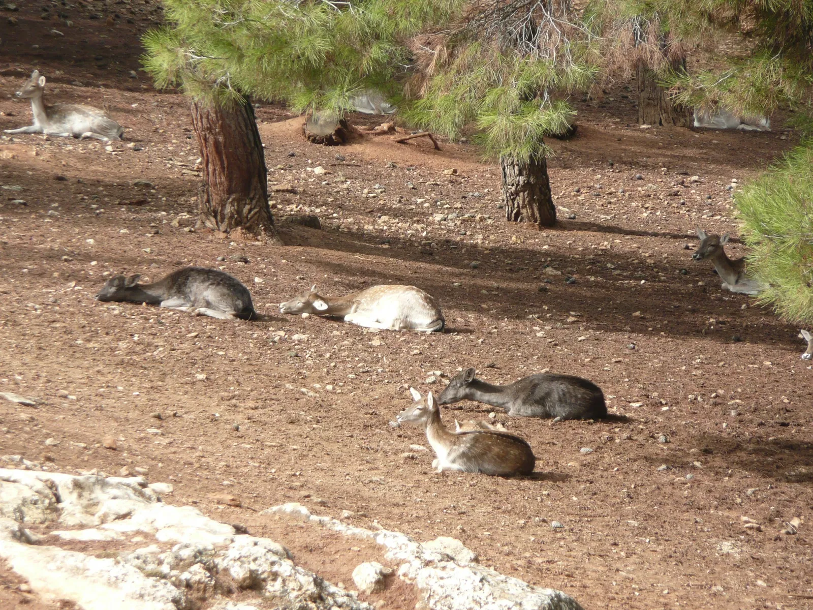 Gaziantep Metropolitan Municipality Zoo