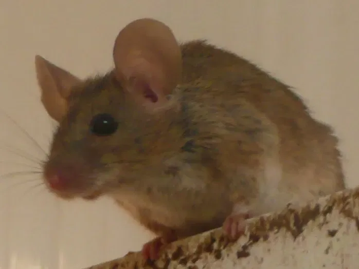 Gaziantep Metropolitan Municipality Zoo