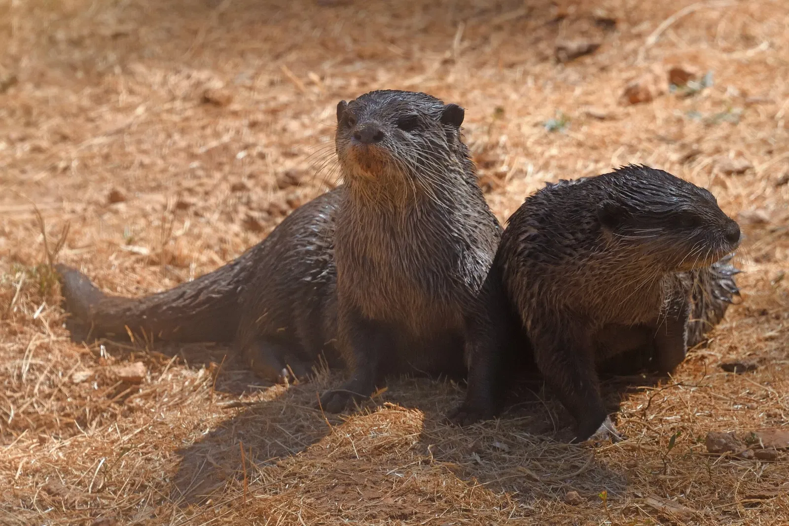 Gaziantep Metropolitan Municipality Zoo