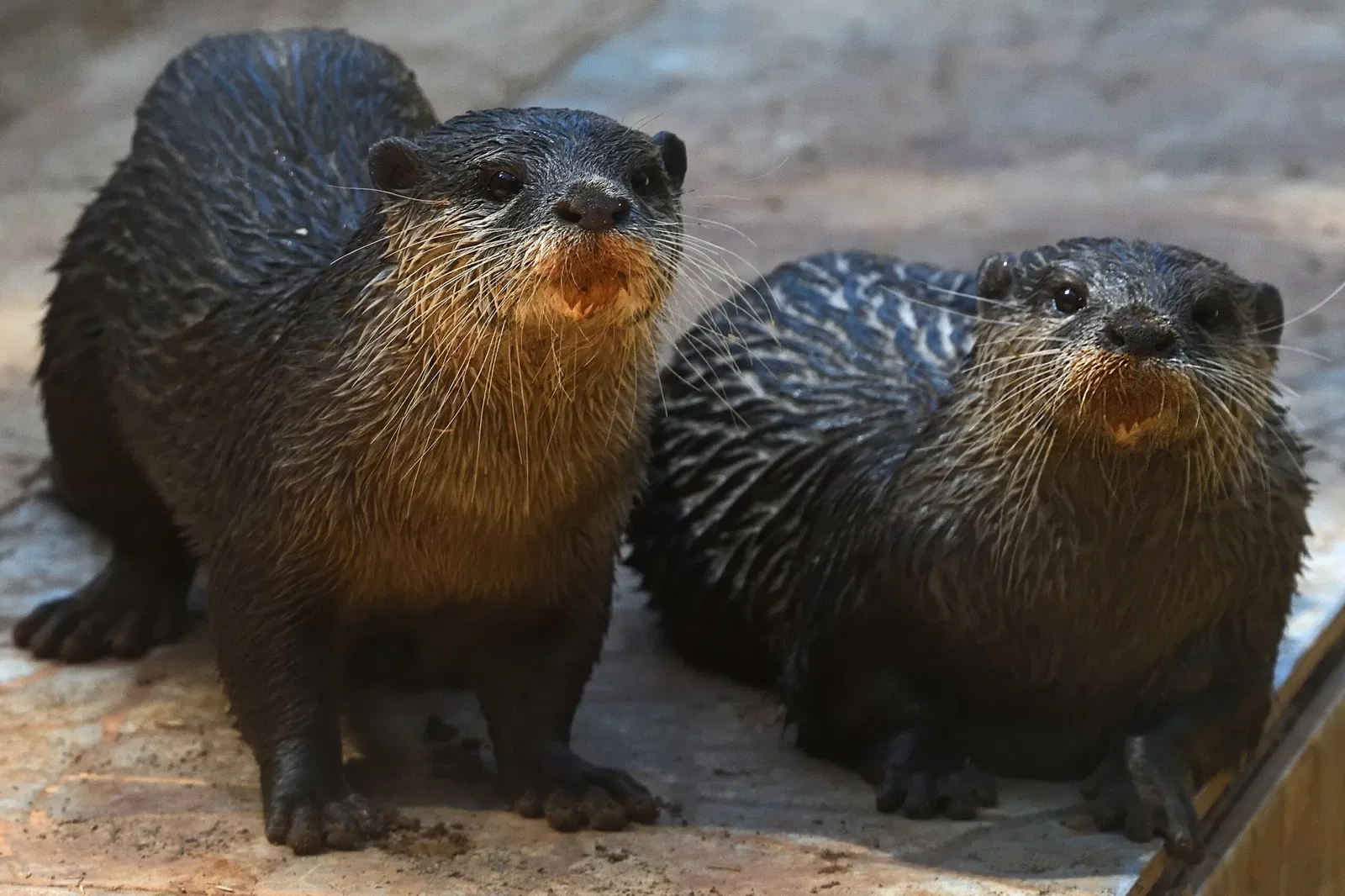 Gaziantep Metropolitan Municipality Zoo