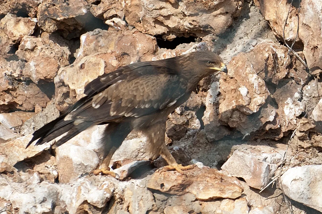 Gaziantep Metropolitan Municipality Zoo