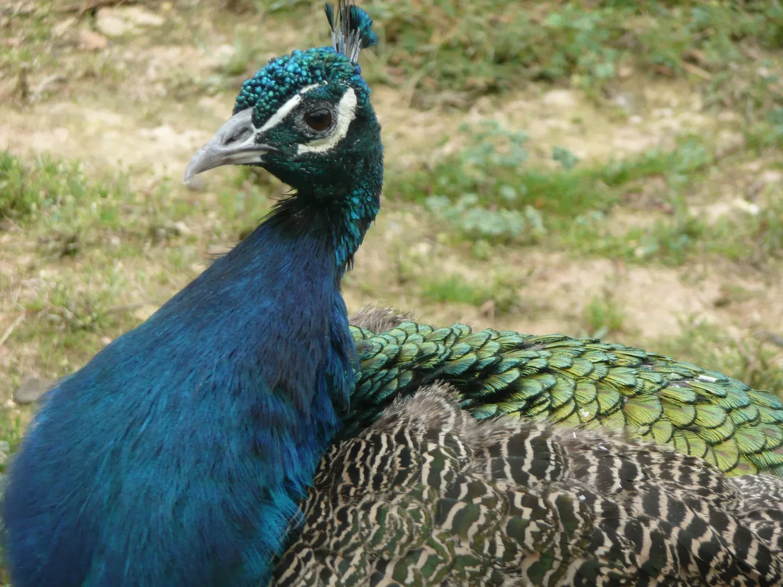 Gaziantep Metropolitan Municipality Zoo