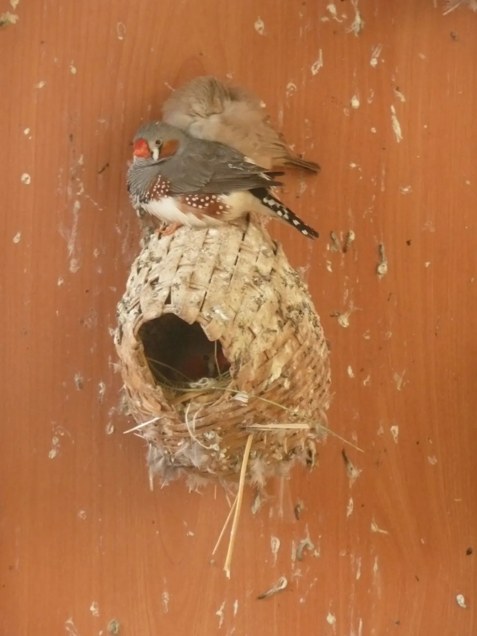 Gaziantep Metropolitan Municipality Zoo