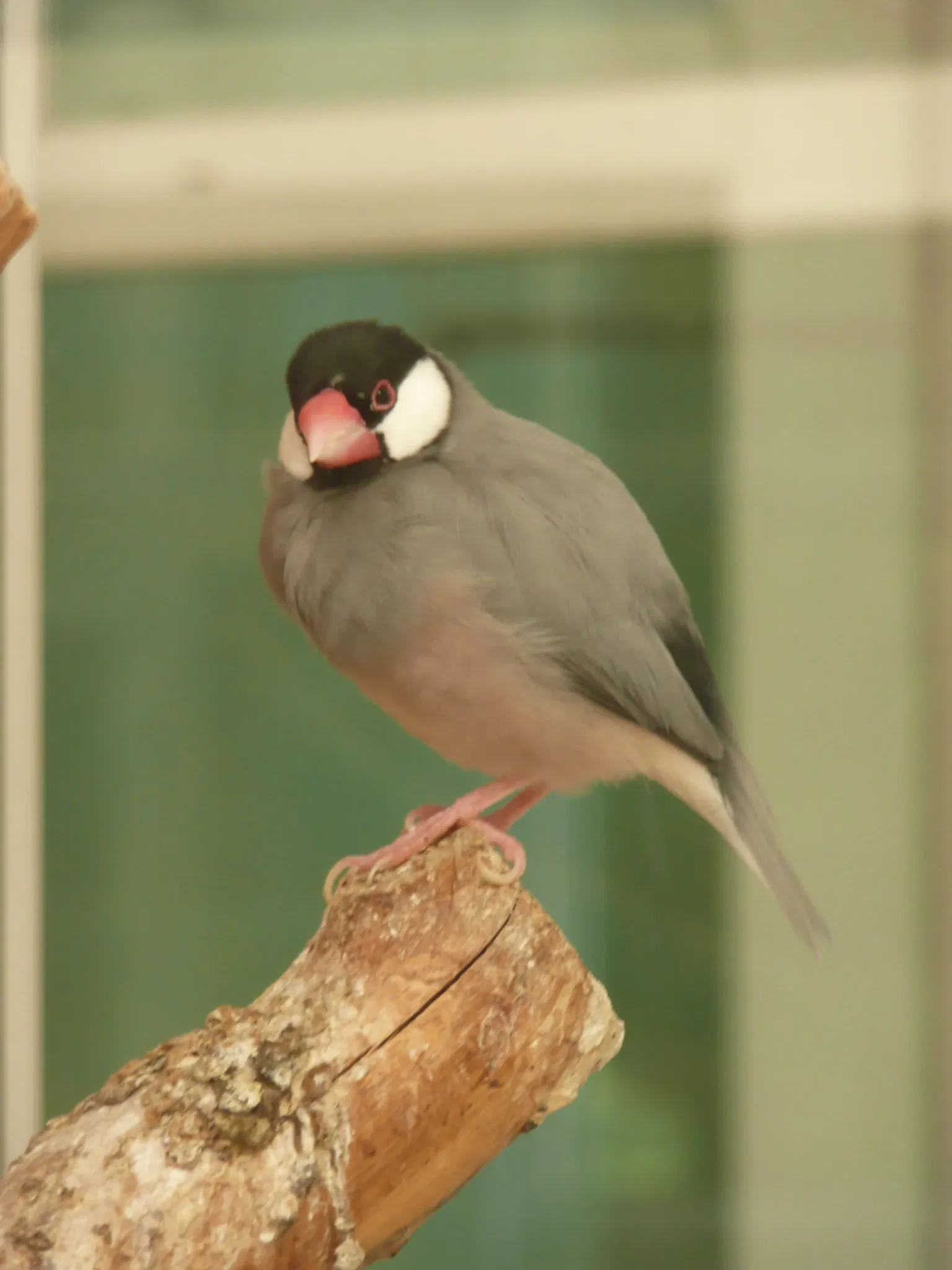 Gaziantep Metropolitan Municipality Zoo