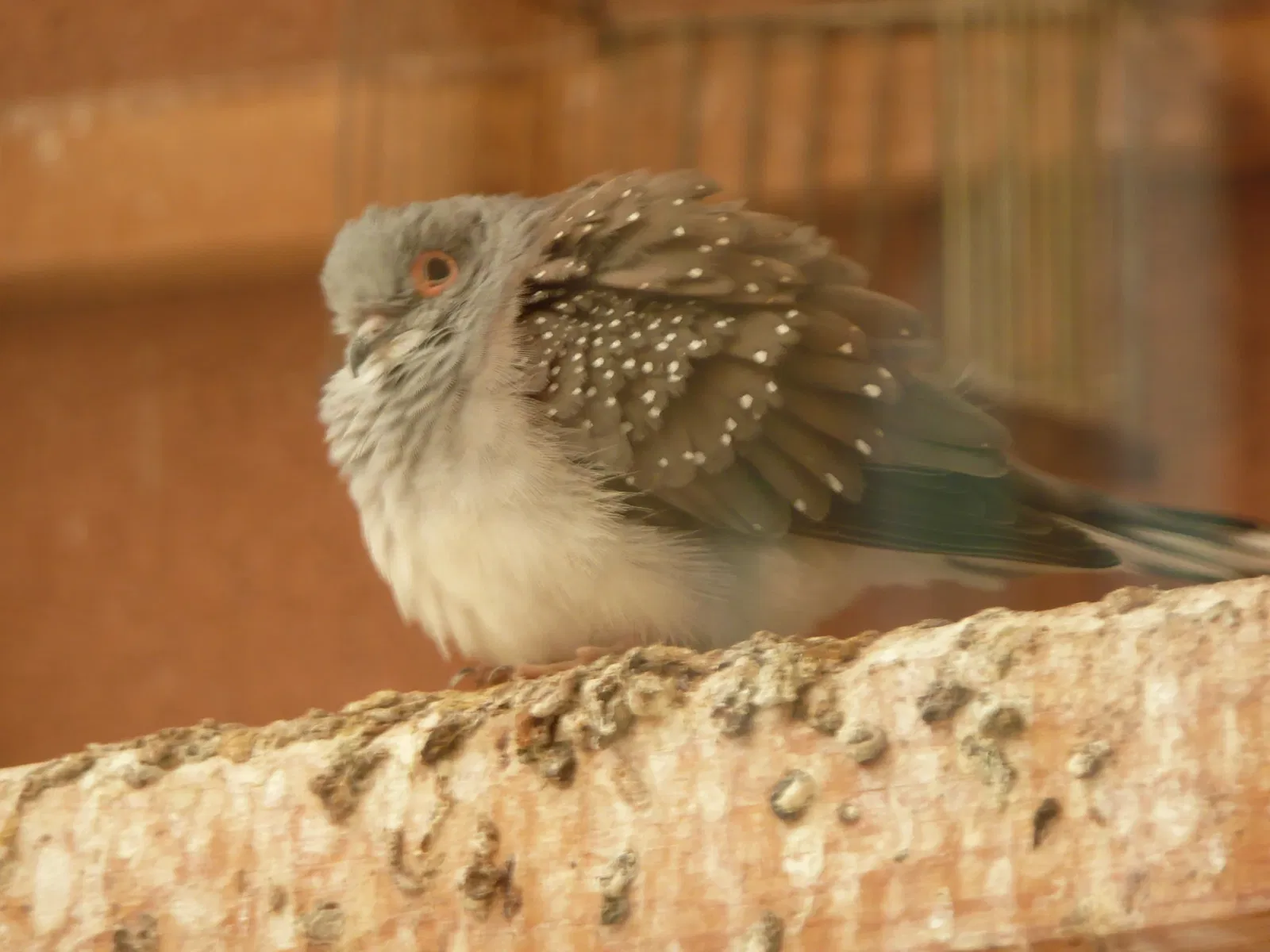 Gaziantep Metropolitan Municipality Zoo