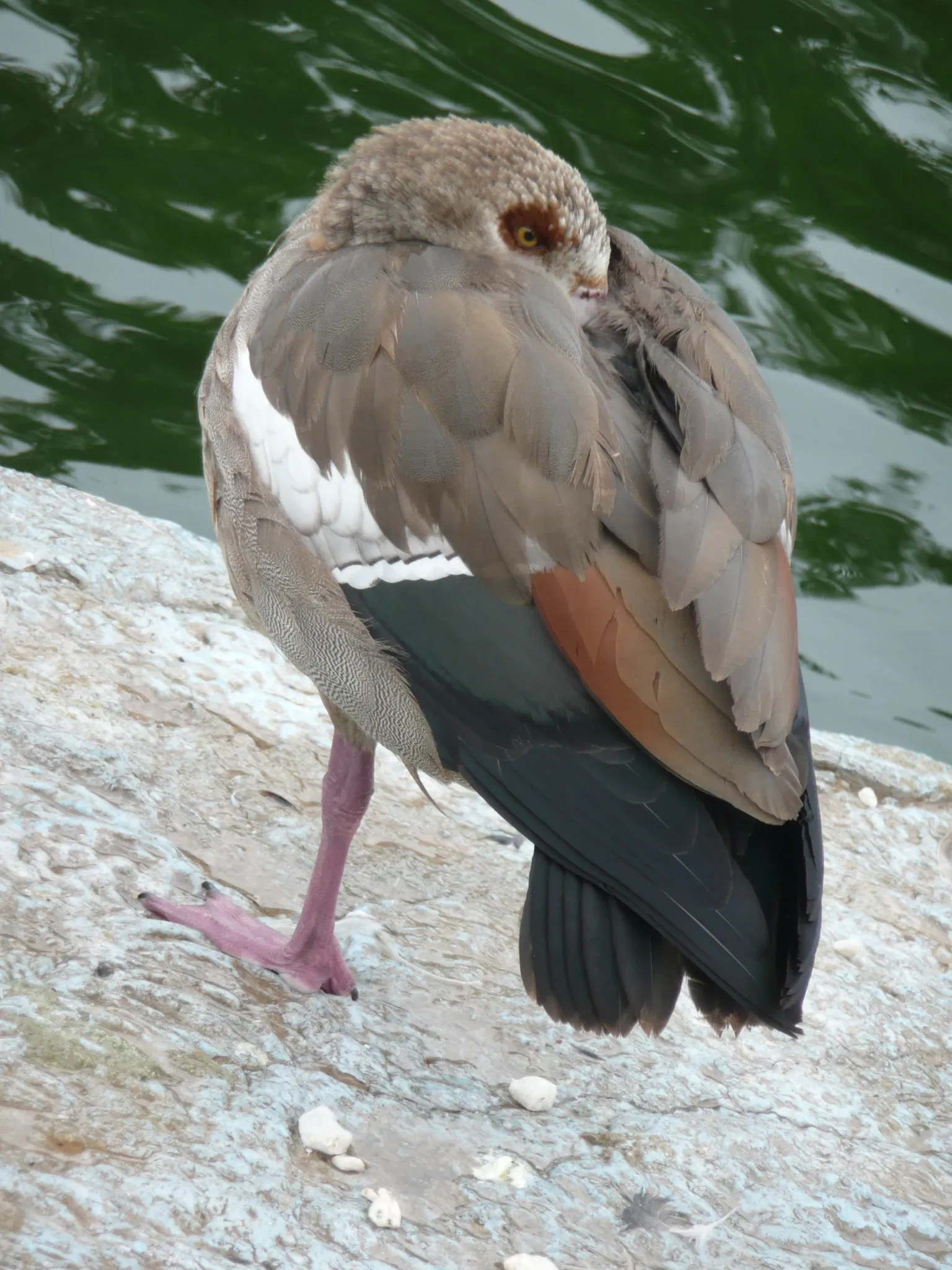 Gaziantep Metropolitan Municipality Zoo
