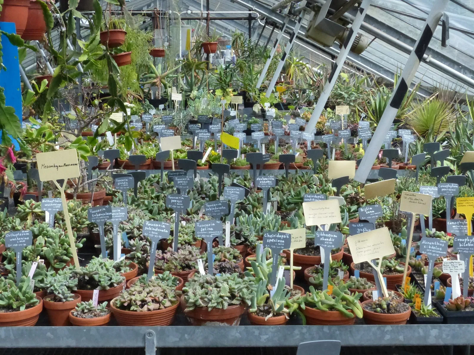 Zurich Succulent Plant Collection