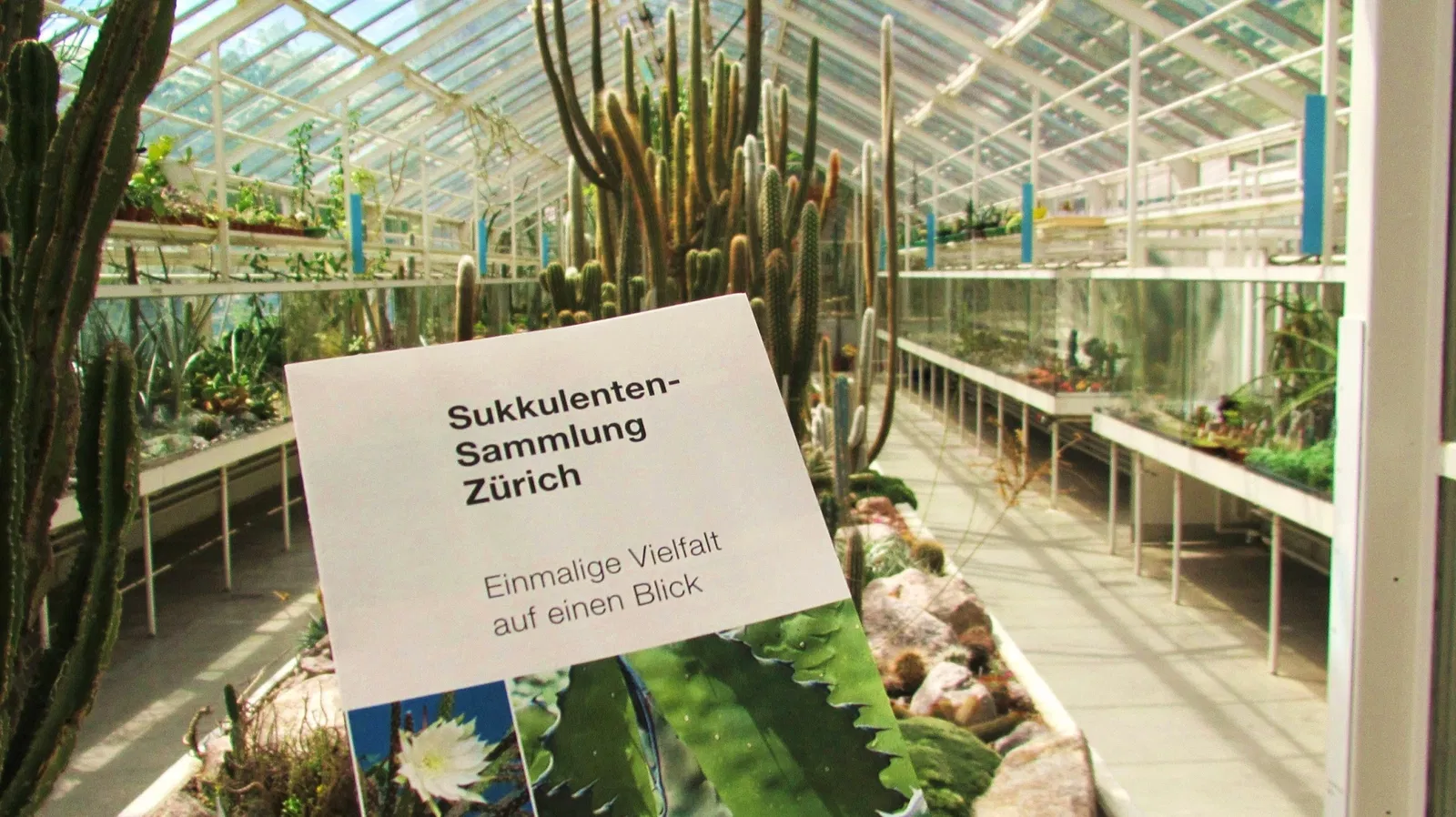Zurich Succulent Plant Collection