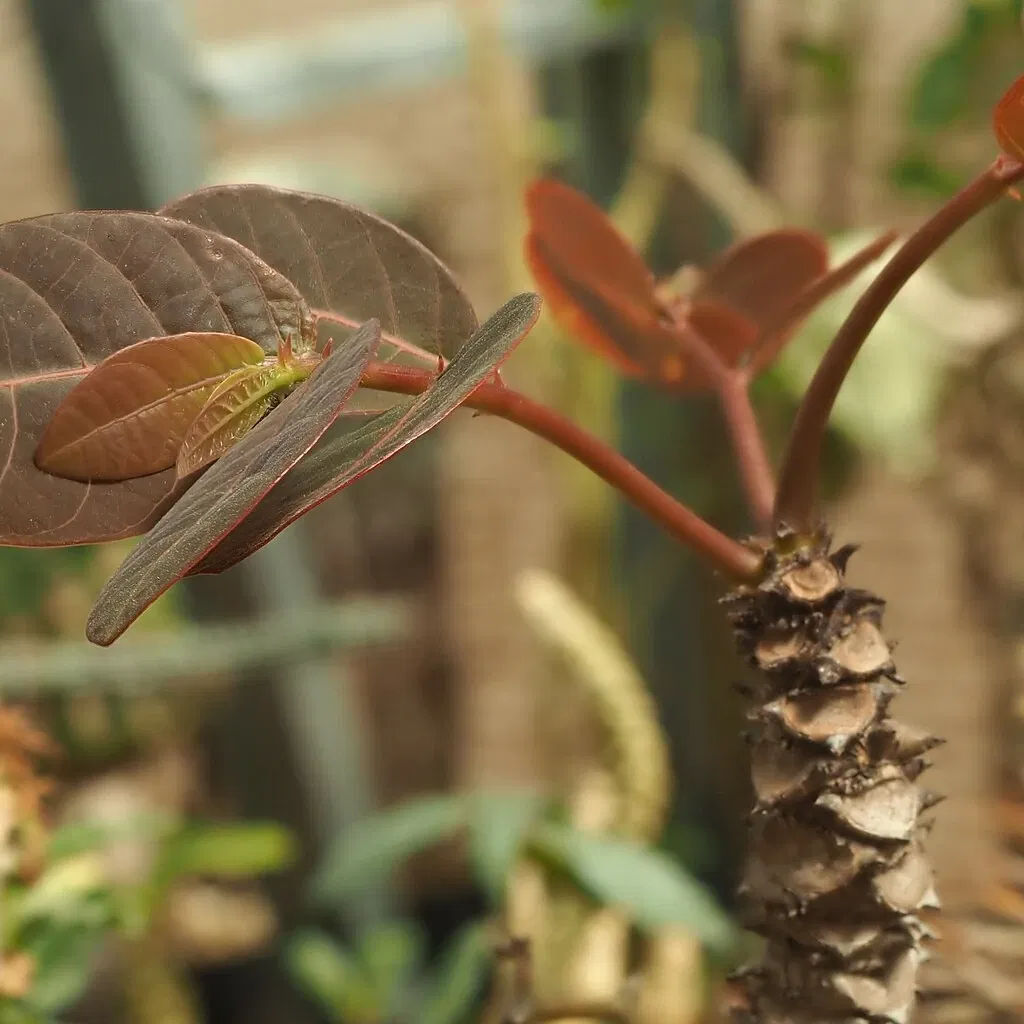 Zurich Succulent Plant Collection