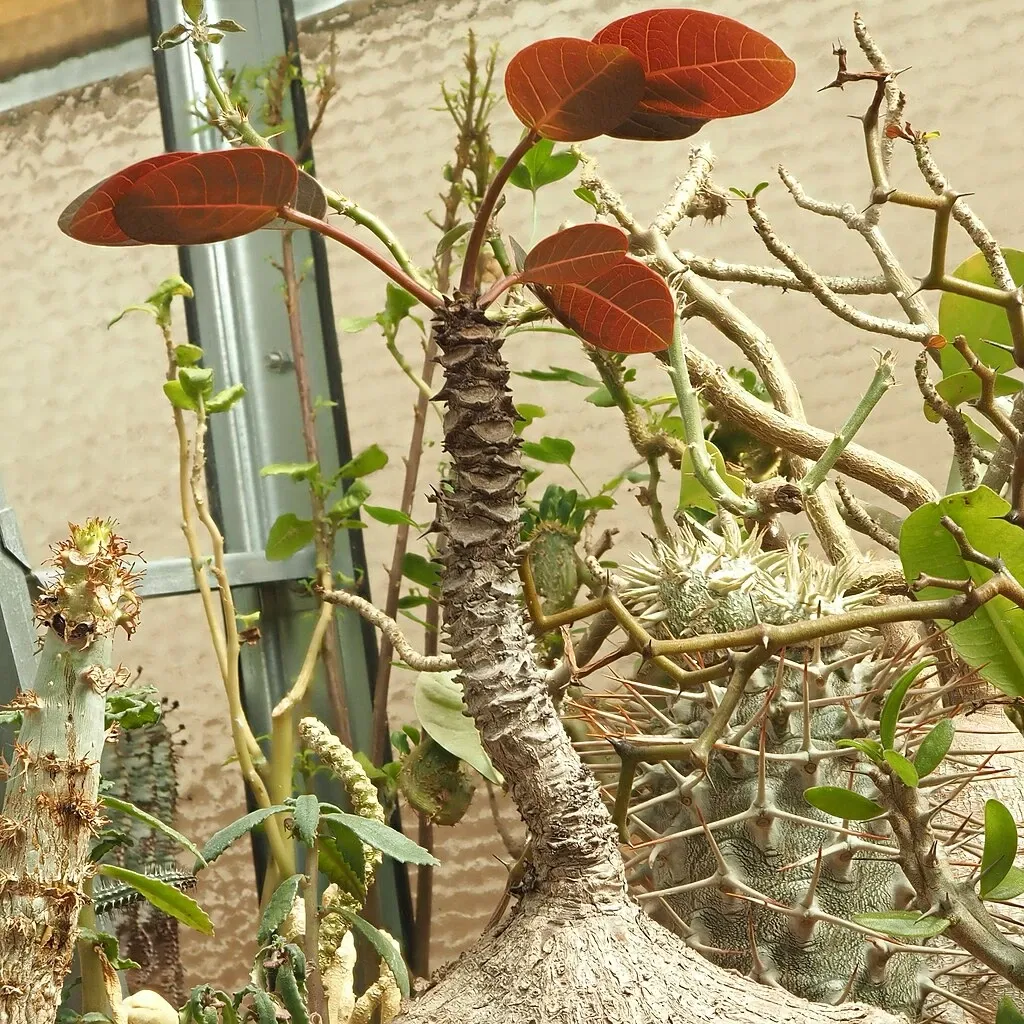 Sukkulenten-Sammlung Zürich