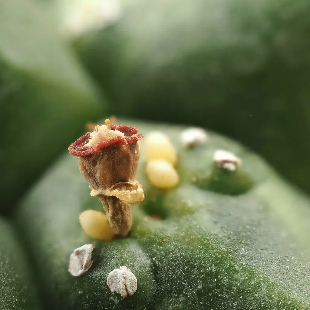 Zurich Succulent Plant Collection