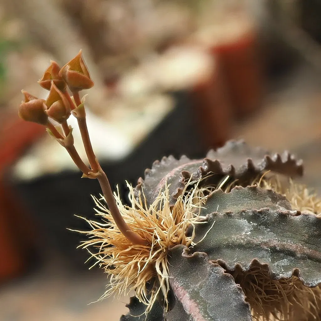 Zurich Succulent Plant Collection