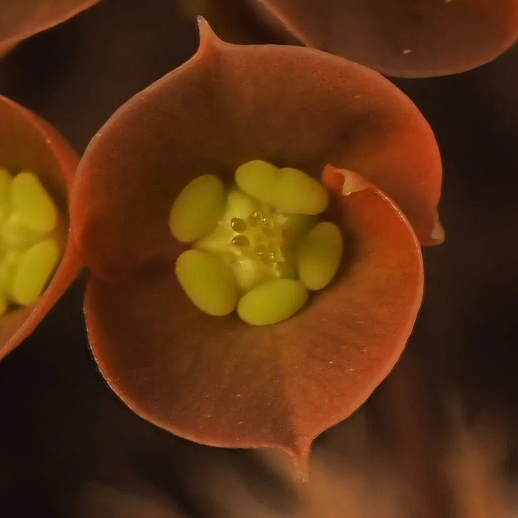 Zurich Succulent Plant Collection