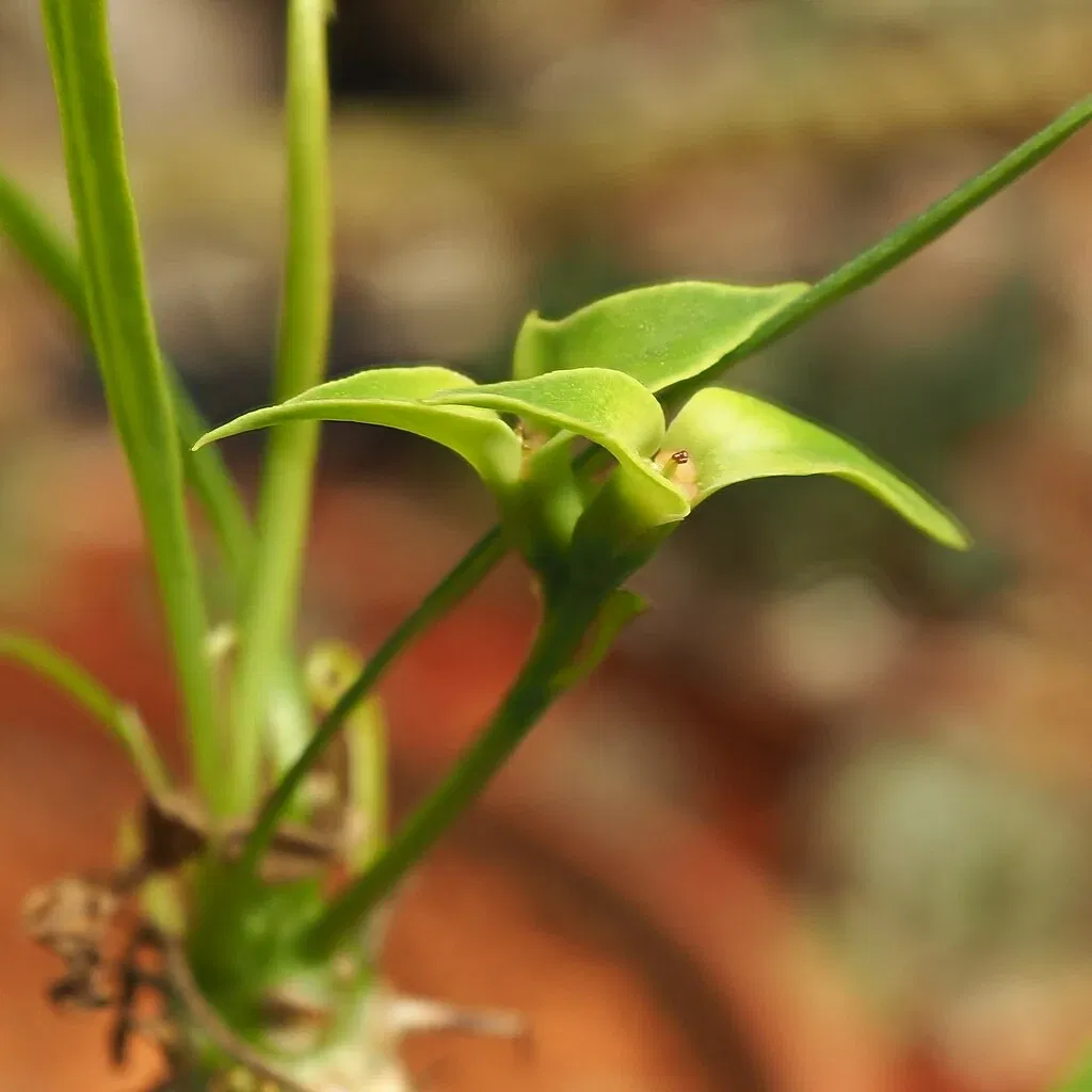Sukkulenten-Sammlung Zürich