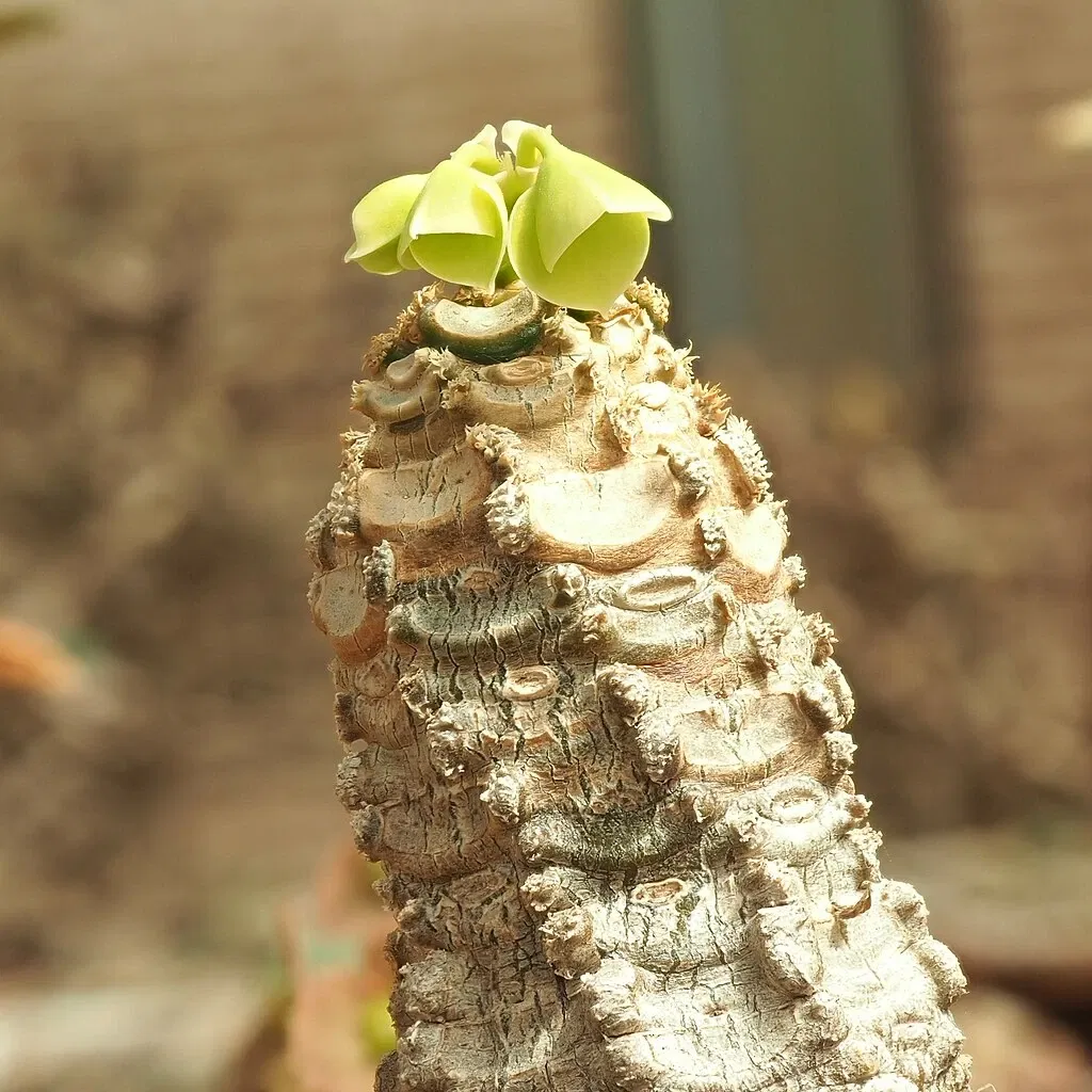 Zurich Succulent Plant Collection