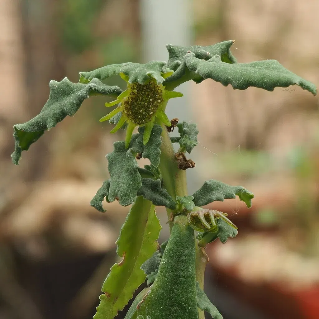 Zurich Succulent Plant Collection