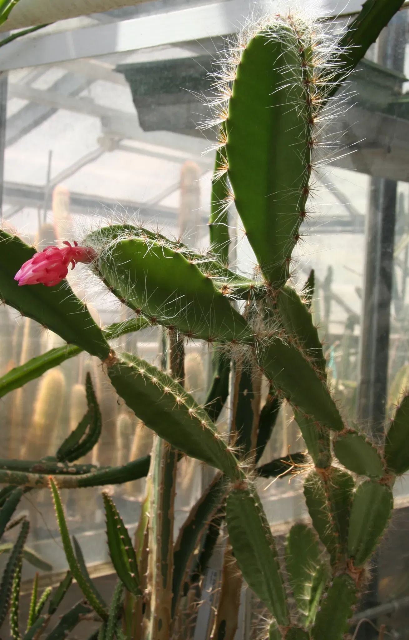 Zurich Succulent Plant Collection