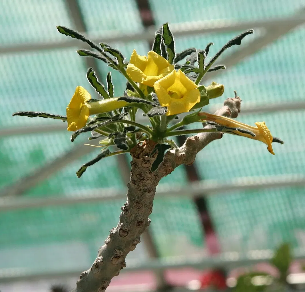 Sukkulenten-Sammlung Zürich