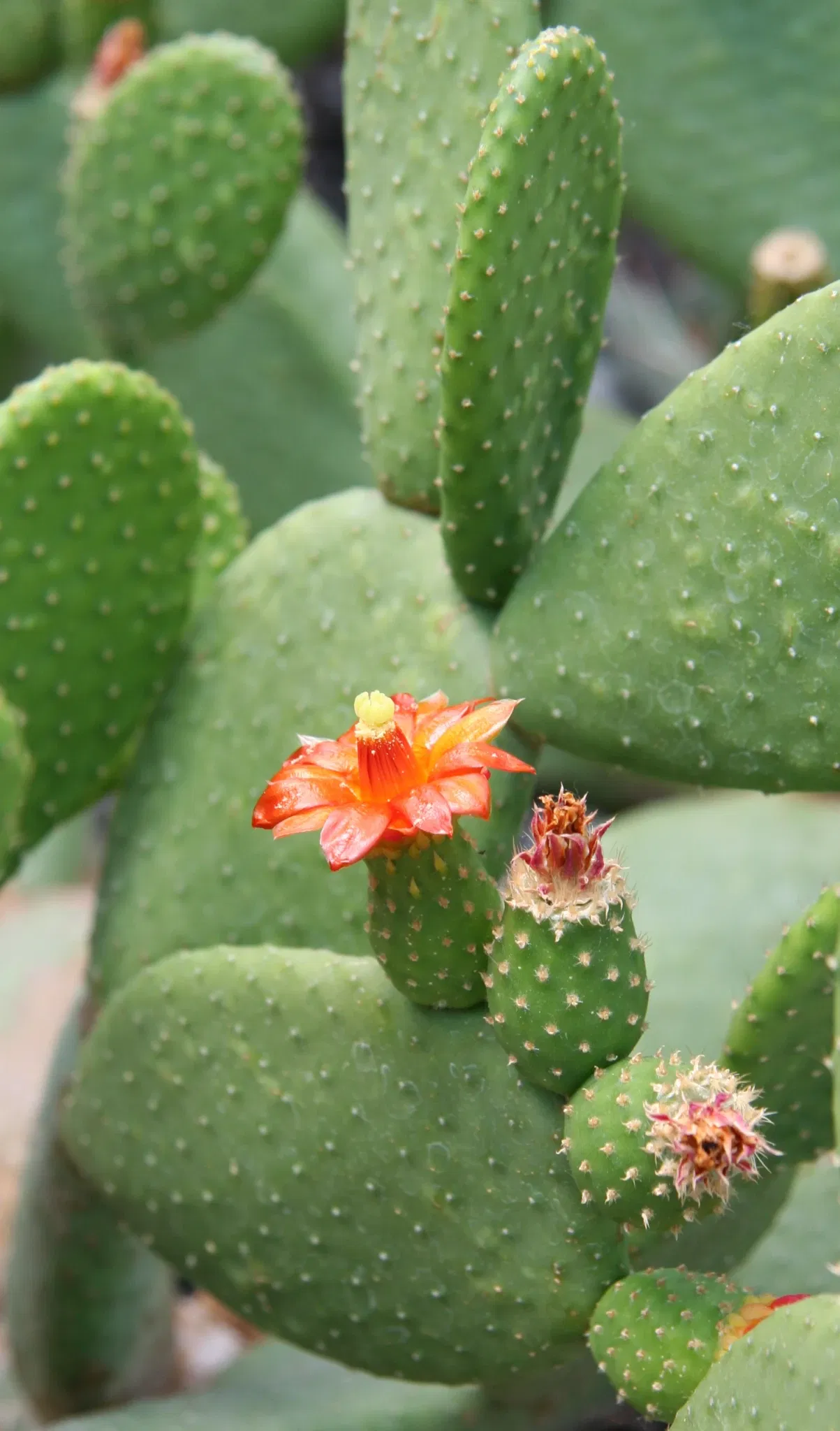 Zurich Succulent Plant Collection