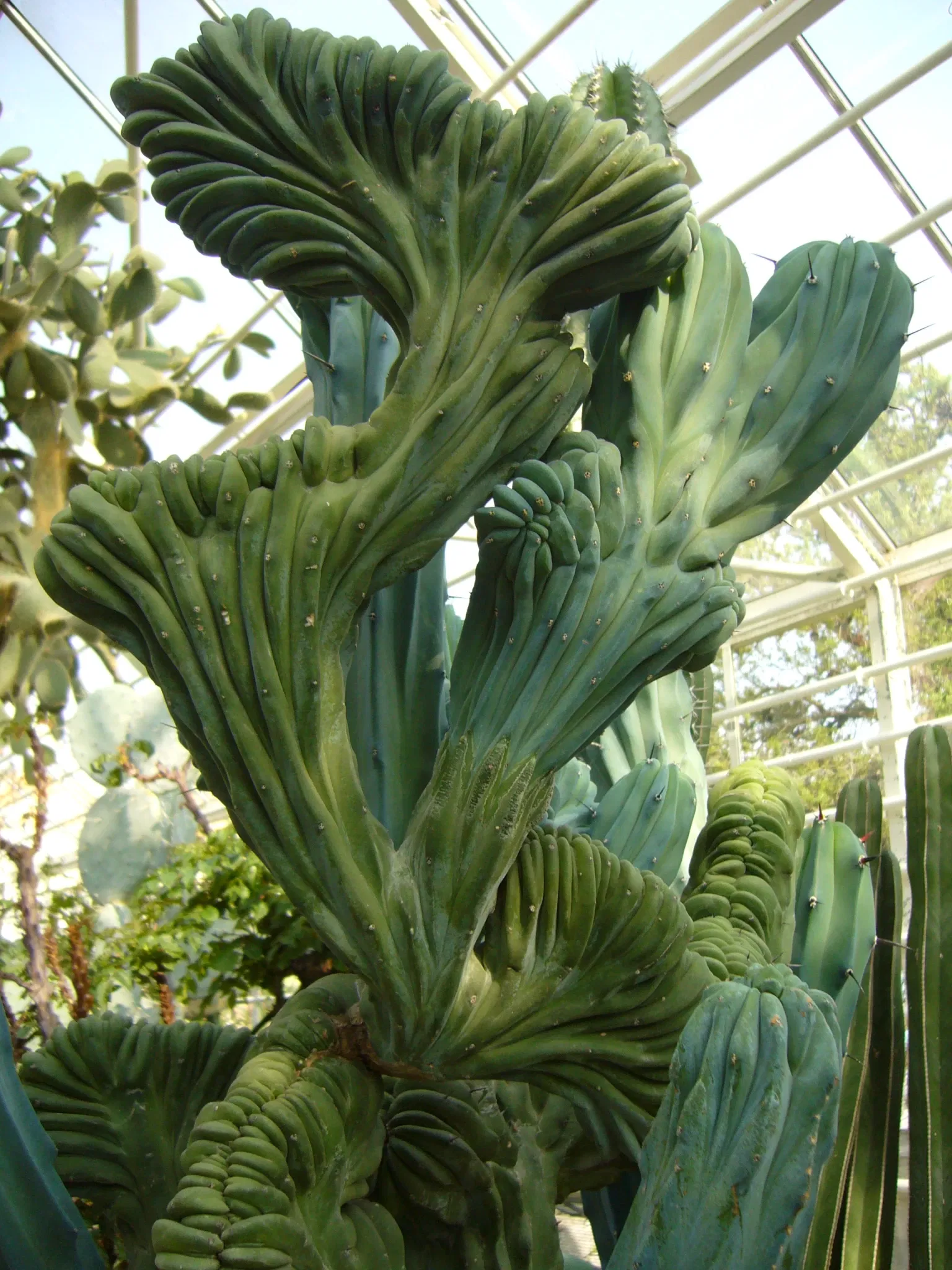 Zurich Succulent Plant Collection