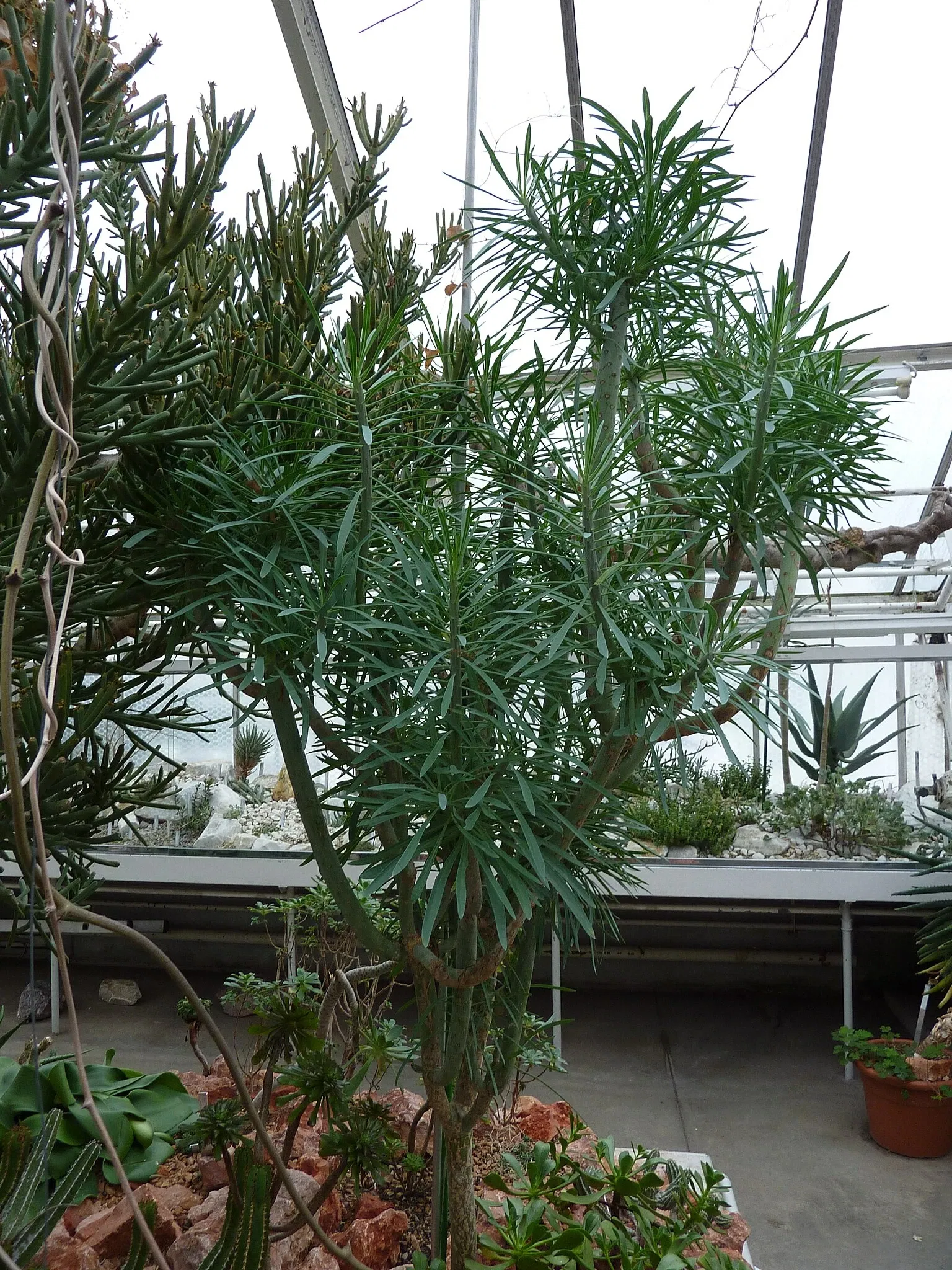 Zurich Succulent Plant Collection