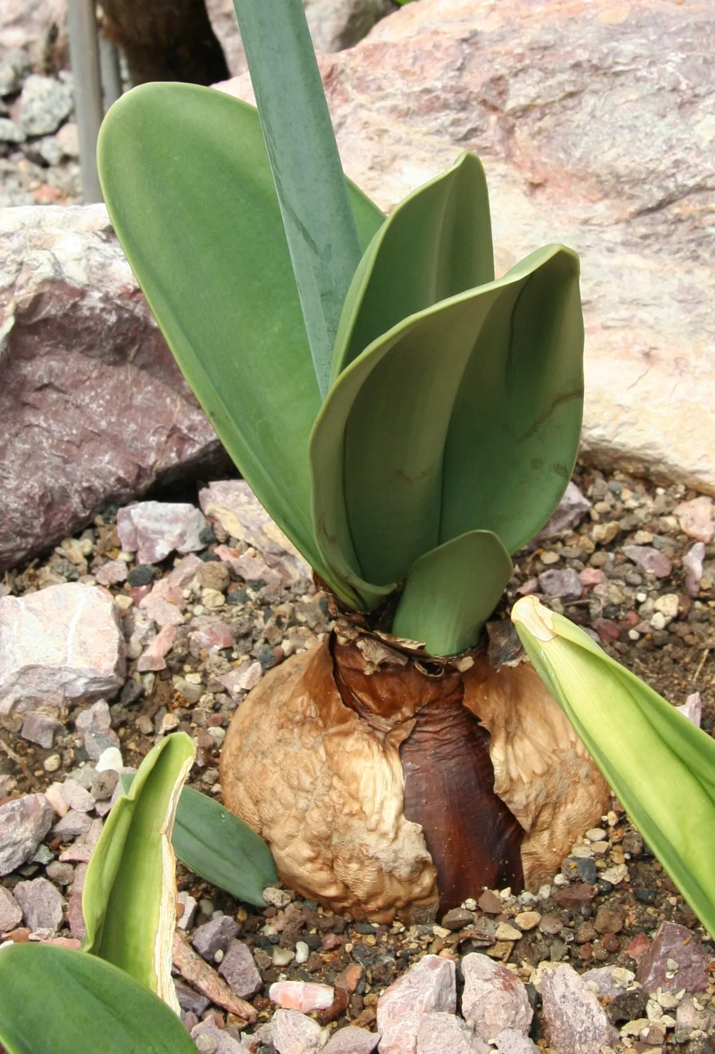 Sukkulenten-Sammlung Zürich