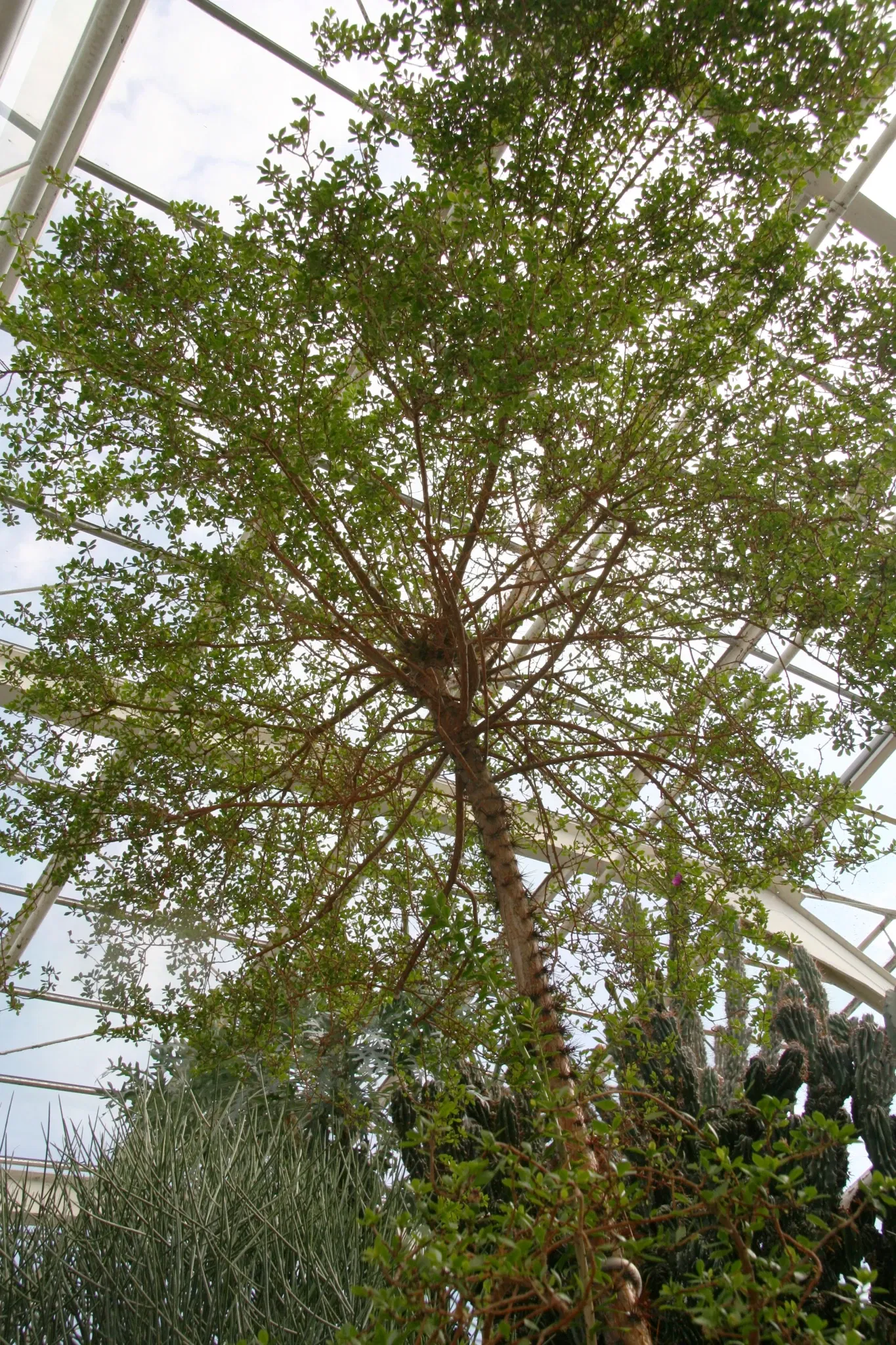 Zurich Succulent Plant Collection