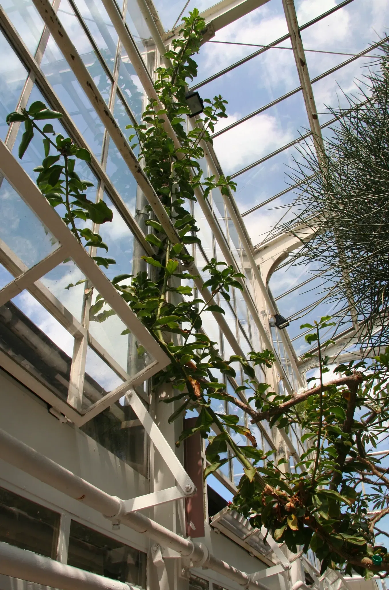 Zurich Succulent Plant Collection