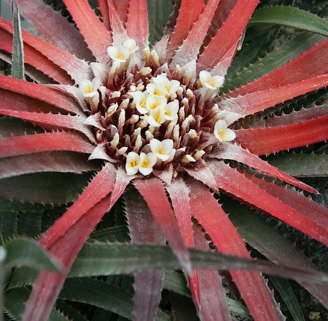 Zurich Succulent Plant Collection