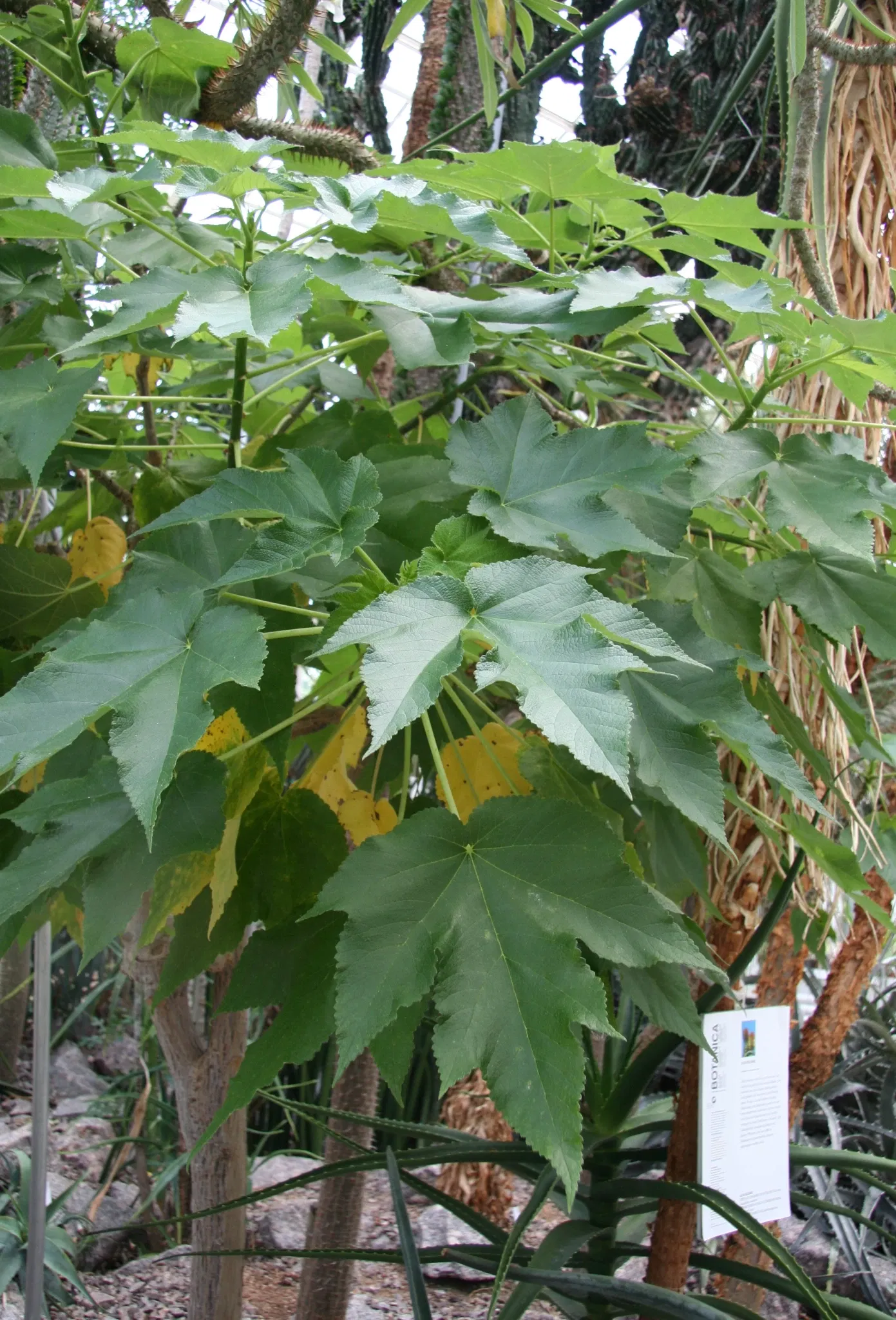 Zurich Succulent Plant Collection