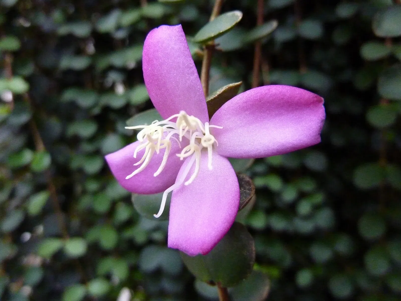 Sukkulenten-Sammlung Zürich