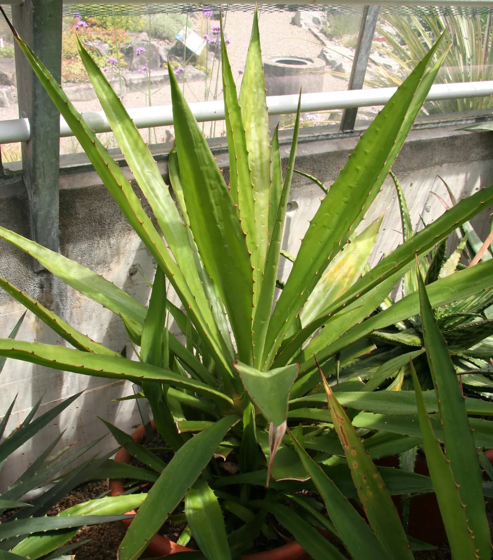 Zurich Succulent Plant Collection