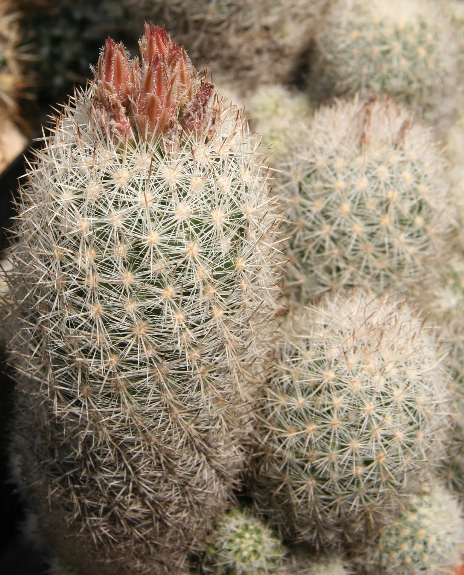 Zurich Succulent Plant Collection