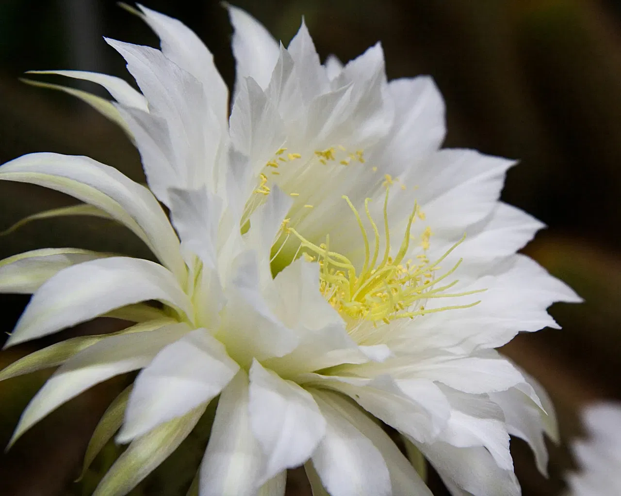 Zurich Succulent Plant Collection