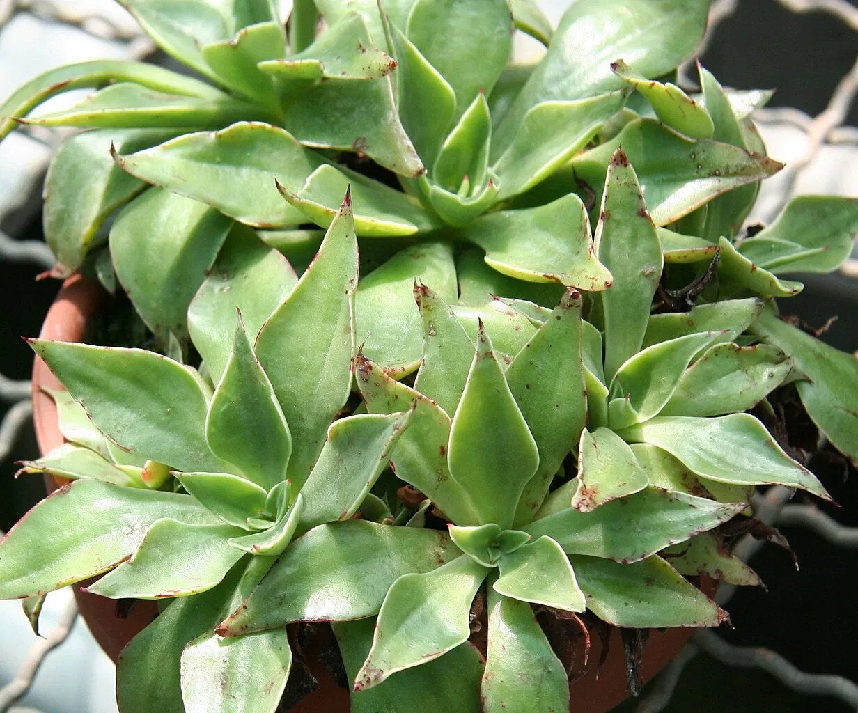 Zurich Succulent Plant Collection