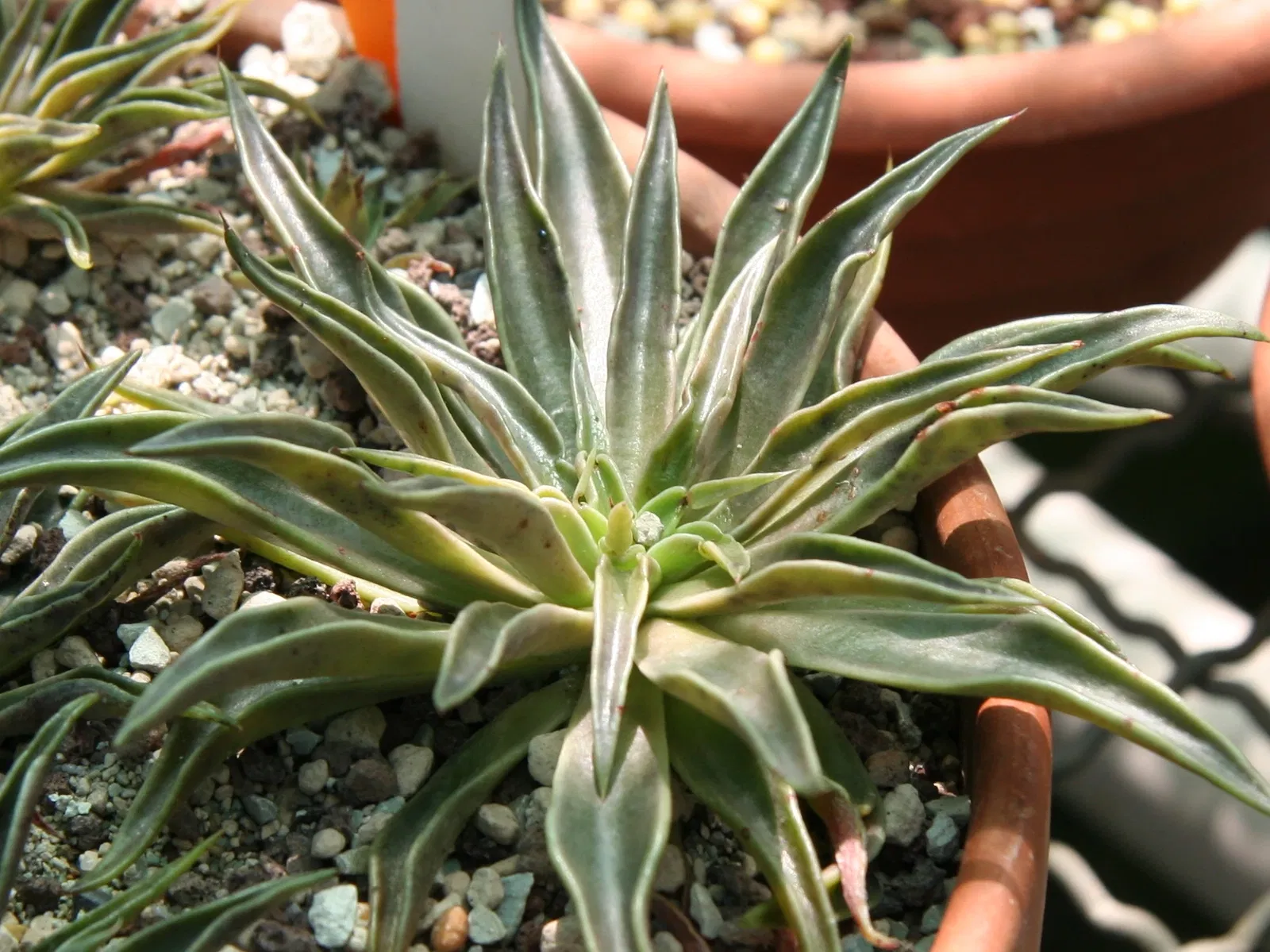 Zurich Succulent Plant Collection