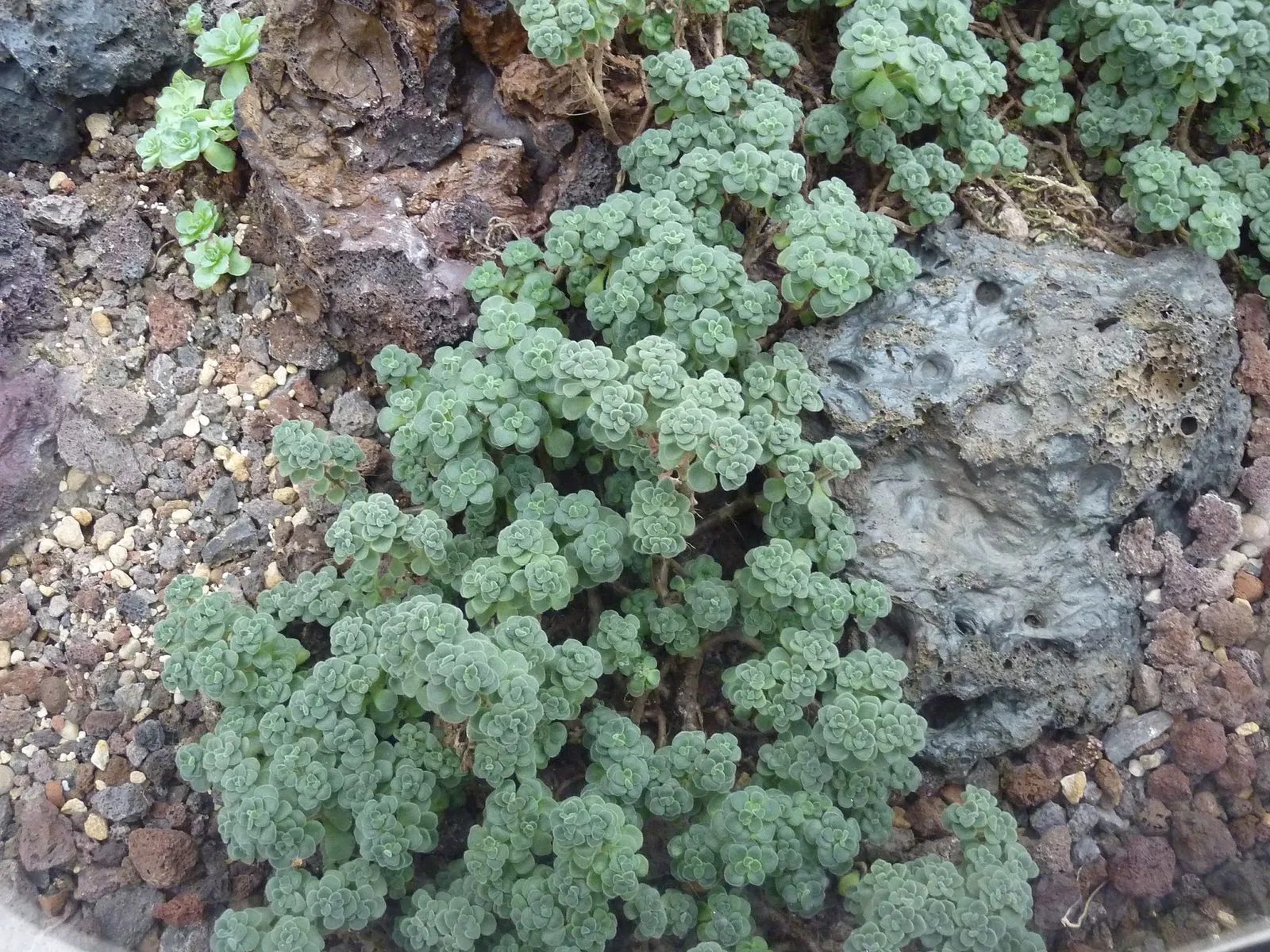 Zurich Succulent Plant Collection