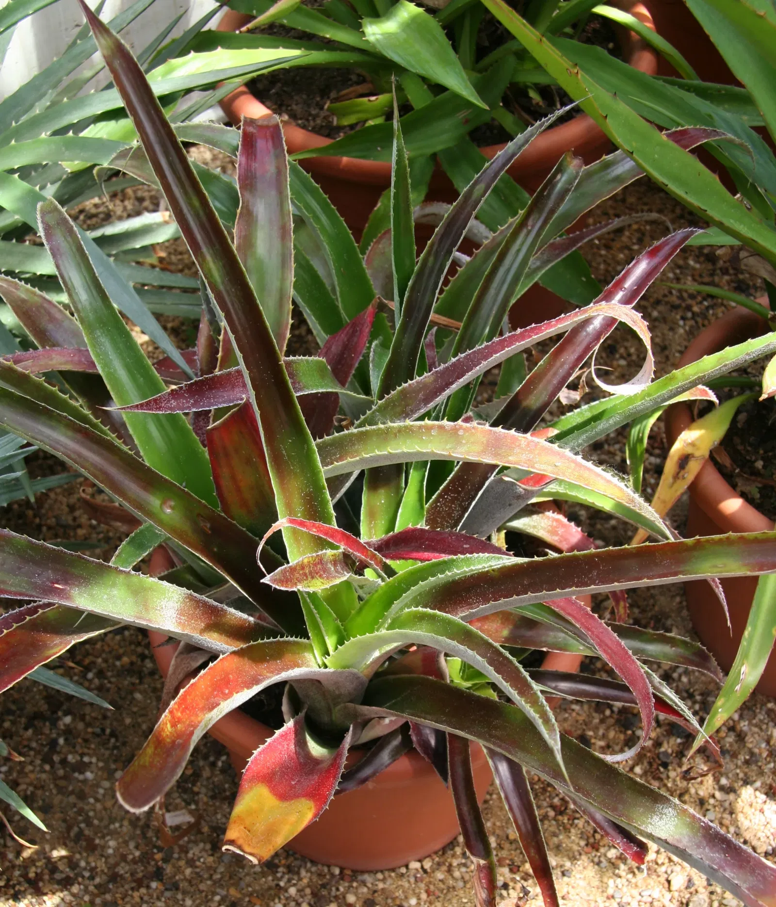 Zurich Succulent Plant Collection